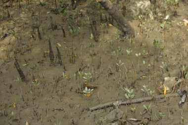 Tropikal bir kıyı sulak alanındaki çamurlu gelgit toprağından çıkan mangrov köklerine yakından bakın. Çamur düzlüğü, genç filizleri ve alçak gelgit sırasında sığ suları gösteren doğal ekosistem dokusu, biyolojik çeşitliliği ve kıyı ekolojisini vurguluyor..