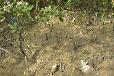 Tropikal bir kıyı sulak alanındaki çamurlu gelgit toprağından çıkan mangrov köklerine yakından bakın. Çamur düzlüğü, genç filizleri ve alçak gelgit sırasında sığ suları gösteren doğal ekosistem dokusu, biyolojik çeşitliliği ve kıyı ekolojisini vurguluyor..