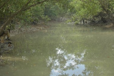 Tropikal bir kıyı sulak alanındaki çamurlu gelgit toprağından çıkan mangrov köklerine yakından bakın. Çamur düzlüğü, genç filizleri ve alçak gelgit sırasında sığ suları gösteren doğal ekosistem dokusu, biyolojik çeşitliliği ve kıyı ekolojisini vurguluyor..