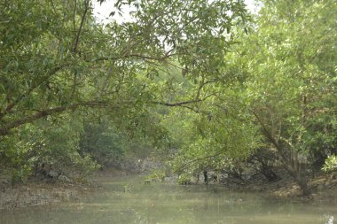 Sular çekildiğinde bir mangrov ormanının içinde, sakin gelgit sularını, açık kökleri ve yoğun yeşil gölgelikleri gösteriyor. Mangrov ekosisteminde doğal dokuları, biyolojik çeşitliliği ve dingin nehir kanalı manzarası olan tropikal sulak arazi habitatı.