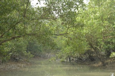 Sular çekildiğinde bir mangrov ormanının içinde, sakin gelgit sularını, açık kökleri ve yoğun yeşil gölgelikleri gösteriyor. Mangrov ekosisteminde doğal dokuları, biyolojik çeşitliliği ve dingin nehir kanalı manzarası olan tropikal sulak arazi habitatı.