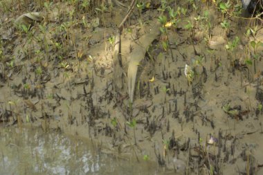 Tropikal bir kıyı sulak alanındaki çamurlu gelgit toprağından çıkan mangrov köklerine yakından bakın. Çamur düzlüğü, genç filizleri ve alçak gelgit sırasında sığ suları gösteren doğal ekosistem dokusu, biyolojik çeşitliliği ve kıyı ekolojisini vurguluyor..