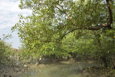 Tropikal bir kıyı ekosisteminde, mavi bir gökyüzünün altında yoğun bir mangrov ormanı örtüsü. Yemyeşil yeşillik ve doğal yaşam alanı biyolojik çeşitliliği, sulak arazi bitkisini ve korunan mangrov bölgesindeki sakin çevresel manzarayı gösteriyor..