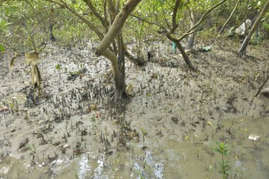 Tropikal bir kıyı sulak alanındaki çamurlu gelgit toprağından çıkan mangrov köklerine yakından bakın. Çamur düzlüğü, genç filizleri ve alçak gelgit sırasında sığ suları gösteren doğal ekosistem dokusu, biyolojik çeşitliliği ve kıyı ekolojisini vurguluyor..