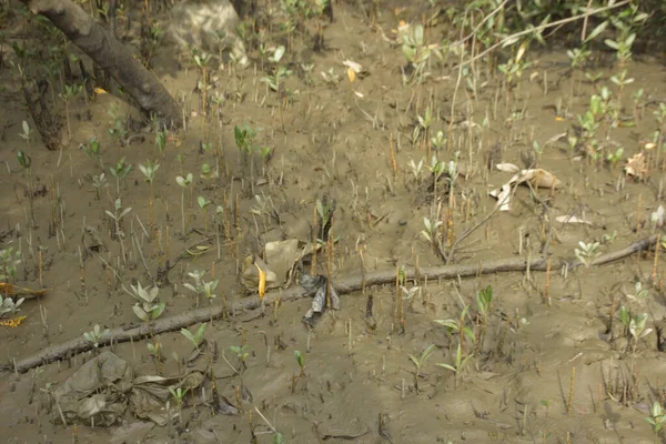Tropikal bir kıyı sulak alanındaki çamurlu gelgit toprağından çıkan mangrov köklerine yakından bakın. Çamur düzlüğü, genç filizleri ve alçak gelgit sırasında sığ suları gösteren doğal ekosistem dokusu, biyolojik çeşitliliği ve kıyı ekolojisini vurguluyor..