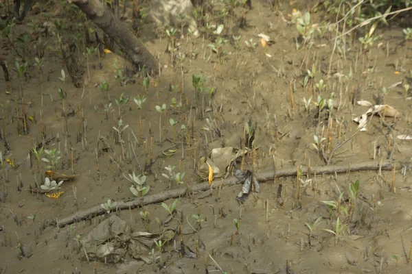 Tropikal bir kıyı sulak alanındaki çamurlu gelgit toprağından çıkan mangrov köklerine yakından bakın. Çamur düzlüğü, genç filizleri ve alçak gelgit sırasında sığ suları gösteren doğal ekosistem dokusu, biyolojik çeşitliliği ve kıyı ekolojisini vurguluyor..