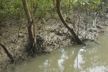 Tropikal bir kıyı sulak alanındaki çamurlu gelgit toprağından çıkan mangrov köklerine yakından bakın. Çamur düzlüğü, genç filizleri ve alçak gelgit sırasında sığ suları gösteren doğal ekosistem dokusu, biyolojik çeşitliliği ve kıyı ekolojisini vurguluyor..