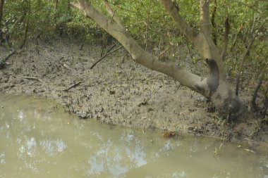 Tropikal bir kıyı sulak alanındaki çamurlu gelgit toprağından çıkan mangrov köklerine yakından bakın. Çamur düzlüğü, genç filizleri ve alçak gelgit sırasında sığ suları gösteren doğal ekosistem dokusu, biyolojik çeşitliliği ve kıyı ekolojisini vurguluyor..