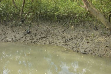 Tropikal bir kıyı sulak alanındaki çamurlu gelgit toprağından çıkan mangrov köklerine yakından bakın. Çamur düzlüğü, genç filizleri ve alçak gelgit sırasında sığ suları gösteren doğal ekosistem dokusu, biyolojik çeşitliliği ve kıyı ekolojisini vurguluyor..