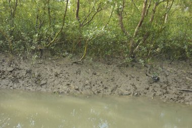 Tropikal bir kıyı sulak alanındaki çamurlu gelgit toprağından çıkan mangrov köklerine yakından bakın. Çamur düzlüğü, genç filizleri ve alçak gelgit sırasında sığ suları gösteren doğal ekosistem dokusu, biyolojik çeşitliliği ve kıyı ekolojisini vurguluyor..