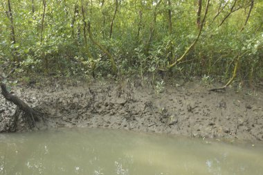 Tropikal bir kıyı sulak alanındaki çamurlu gelgit toprağından çıkan mangrov köklerine yakından bakın. Çamur düzlüğü, genç filizleri ve alçak gelgit sırasında sığ suları gösteren doğal ekosistem dokusu, biyolojik çeşitliliği ve kıyı ekolojisini vurguluyor..