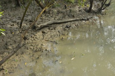 Tropikal bir kıyı sulak alanındaki çamurlu gelgit toprağından çıkan mangrov köklerine yakından bakın. Çamur düzlüğü, genç filizleri ve alçak gelgit sırasında sığ suları gösteren doğal ekosistem dokusu, biyolojik çeşitliliği ve kıyı ekolojisini vurguluyor..