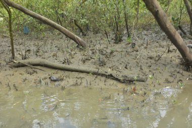 Tropikal bir kıyı sulak alanındaki çamurlu gelgit toprağından çıkan mangrov köklerine yakından bakın. Çamur düzlüğü, genç filizleri ve alçak gelgit sırasında sığ suları gösteren doğal ekosistem dokusu, biyolojik çeşitliliği ve kıyı ekolojisini vurguluyor..