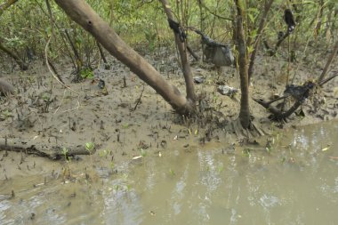 Tropikal bir kıyı sulak alanındaki çamurlu gelgit toprağından çıkan mangrov köklerine yakından bakın. Çamur düzlüğü, genç filizleri ve alçak gelgit sırasında sığ suları gösteren doğal ekosistem dokusu, biyolojik çeşitliliği ve kıyı ekolojisini vurguluyor..