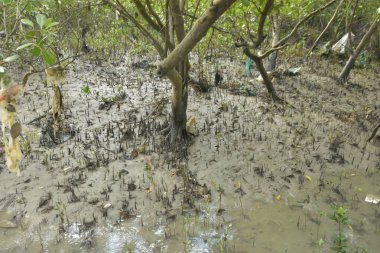 Tropikal bir kıyı sulak alanındaki çamurlu gelgit toprağından çıkan mangrov köklerine yakından bakın. Çamur düzlüğü, genç filizleri ve alçak gelgit sırasında sığ suları gösteren doğal ekosistem dokusu, biyolojik çeşitliliği ve kıyı ekolojisini vurguluyor..