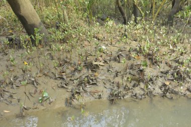 Tropikal bir kıyı sulak alanındaki çamurlu gelgit toprağından çıkan mangrov köklerine yakından bakın. Çamur düzlüğü, genç filizleri ve alçak gelgit sırasında sığ suları gösteren doğal ekosistem dokusu, biyolojik çeşitliliği ve kıyı ekolojisini vurguluyor..