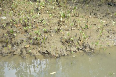 Tropikal bir kıyı sulak alanındaki çamurlu gelgit toprağından çıkan mangrov köklerine yakından bakın. Çamur düzlüğü, genç filizleri ve alçak gelgit sırasında sığ suları gösteren doğal ekosistem dokusu, biyolojik çeşitliliği ve kıyı ekolojisini vurguluyor..