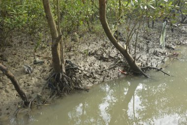 Tropikal bir kıyı sulak alanındaki çamurlu gelgit toprağından çıkan mangrov köklerine yakından bakın. Çamur düzlüğü, genç filizleri ve alçak gelgit sırasında sığ suları gösteren doğal ekosistem dokusu, biyolojik çeşitliliği ve kıyı ekolojisini vurguluyor..