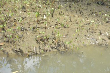 Tropikal bir kıyı sulak alanındaki çamurlu gelgit toprağından çıkan mangrov köklerine yakından bakın. Çamur düzlüğü, genç filizleri ve alçak gelgit sırasında sığ suları gösteren doğal ekosistem dokusu, biyolojik çeşitliliği ve kıyı ekolojisini vurguluyor..