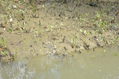 Tropikal bir kıyı sulak alanındaki çamurlu gelgit toprağından çıkan mangrov köklerine yakından bakın. Çamur düzlüğü, genç filizleri ve alçak gelgit sırasında sığ suları gösteren doğal ekosistem dokusu, biyolojik çeşitliliği ve kıyı ekolojisini vurguluyor..