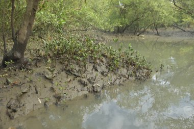 Tropikal bir kıyı sulak alanındaki çamurlu gelgit toprağından çıkan mangrov köklerine yakından bakın. Çamur düzlüğü, genç filizleri ve alçak gelgit sırasında sığ suları gösteren doğal ekosistem dokusu, biyolojik çeşitliliği ve kıyı ekolojisini vurguluyor..