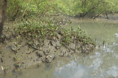 Tropikal bir kıyı sulak alanındaki çamurlu gelgit toprağından çıkan mangrov köklerine yakından bakın. Çamur düzlüğü, genç filizleri ve alçak gelgit sırasında sığ suları gösteren doğal ekosistem dokusu, biyolojik çeşitliliği ve kıyı ekolojisini vurguluyor..