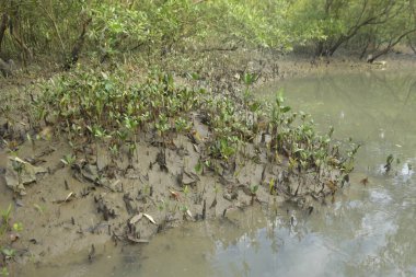 Tropikal bir kıyı sulak alanındaki çamurlu gelgit toprağından çıkan mangrov köklerine yakından bakın. Çamur düzlüğü, genç filizleri ve alçak gelgit sırasında sığ suları gösteren doğal ekosistem dokusu, biyolojik çeşitliliği ve kıyı ekolojisini vurguluyor..
