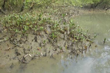 Tropikal bir kıyı sulak alanındaki çamurlu gelgit toprağından çıkan mangrov köklerine yakından bakın. Çamur düzlüğü, genç filizleri ve alçak gelgit sırasında sığ suları gösteren doğal ekosistem dokusu, biyolojik çeşitliliği ve kıyı ekolojisini vurguluyor..