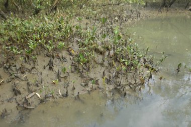 Tropikal bir kıyı sulak alanındaki çamurlu gelgit toprağından çıkan mangrov köklerine yakından bakın. Çamur düzlüğü, genç filizleri ve alçak gelgit sırasında sığ suları gösteren doğal ekosistem dokusu, biyolojik çeşitliliği ve kıyı ekolojisini vurguluyor..