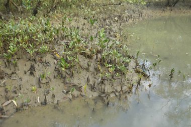 Tropikal bir kıyı sulak alanındaki çamurlu gelgit toprağından çıkan mangrov köklerine yakından bakın. Çamur düzlüğü, genç filizleri ve alçak gelgit sırasında sığ suları gösteren doğal ekosistem dokusu, biyolojik çeşitliliği ve kıyı ekolojisini vurguluyor..