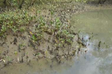 Tropikal bir kıyı sulak alanındaki çamurlu gelgit toprağından çıkan mangrov köklerine yakından bakın. Çamur düzlüğü, genç filizleri ve alçak gelgit sırasında sığ suları gösteren doğal ekosistem dokusu, biyolojik çeşitliliği ve kıyı ekolojisini vurguluyor..