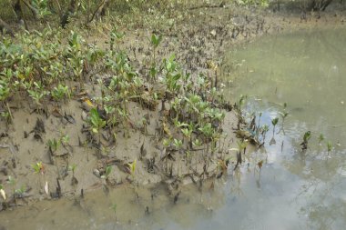 Tropikal bir kıyı sulak alanındaki çamurlu gelgit toprağından çıkan mangrov köklerine yakından bakın. Çamur düzlüğü, genç filizleri ve alçak gelgit sırasında sığ suları gösteren doğal ekosistem dokusu, biyolojik çeşitliliği ve kıyı ekolojisini vurguluyor..