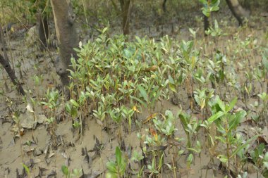 Tropikal bir kıyı sulak alanındaki çamurlu gelgit toprağından çıkan mangrov köklerine yakından bakın. Çamur düzlüğü, genç filizleri ve alçak gelgit sırasında sığ suları gösteren doğal ekosistem dokusu, biyolojik çeşitliliği ve kıyı ekolojisini vurguluyor..
