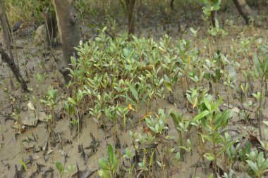 Tropikal bir kıyı sulak alanındaki çamurlu gelgit toprağından çıkan mangrov köklerine yakından bakın. Çamur düzlüğü, genç filizleri ve alçak gelgit sırasında sığ suları gösteren doğal ekosistem dokusu, biyolojik çeşitliliği ve kıyı ekolojisini vurguluyor..
