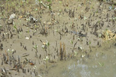 Tropikal bir kıyı sulak alanındaki çamurlu gelgit toprağından çıkan mangrov köklerine yakından bakın. Çamur düzlüğü, genç filizleri ve alçak gelgit sırasında sığ suları gösteren doğal ekosistem dokusu, biyolojik çeşitliliği ve kıyı ekolojisini vurguluyor..