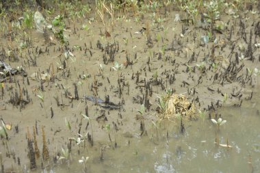 Tropikal bir kıyı sulak alanındaki çamurlu gelgit toprağından çıkan mangrov köklerine yakından bakın. Çamur düzlüğü, genç filizleri ve alçak gelgit sırasında sığ suları gösteren doğal ekosistem dokusu, biyolojik çeşitliliği ve kıyı ekolojisini vurguluyor..