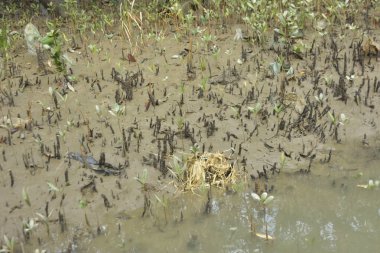 Tropikal bir kıyı sulak alanındaki çamurlu gelgit toprağından çıkan mangrov köklerine yakından bakın. Çamur düzlüğü, genç filizleri ve alçak gelgit sırasında sığ suları gösteren doğal ekosistem dokusu, biyolojik çeşitliliği ve kıyı ekolojisini vurguluyor..