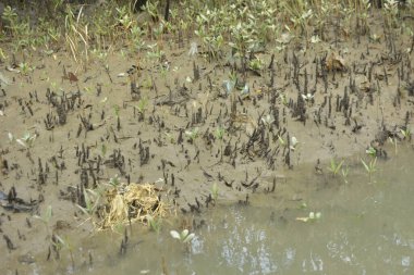 Tropikal bir kıyı sulak alanındaki çamurlu gelgit toprağından çıkan mangrov köklerine yakından bakın. Çamur düzlüğü, genç filizleri ve alçak gelgit sırasında sığ suları gösteren doğal ekosistem dokusu, biyolojik çeşitliliği ve kıyı ekolojisini vurguluyor..