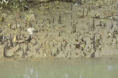 Tropikal bir kıyı sulak alanındaki çamurlu gelgit toprağından çıkan mangrov köklerine yakından bakın. Çamur düzlüğü, genç filizleri ve alçak gelgit sırasında sığ suları gösteren doğal ekosistem dokusu, biyolojik çeşitliliği ve kıyı ekolojisini vurguluyor..