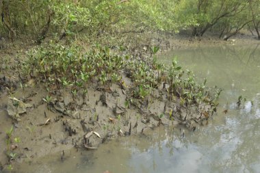 Tropikal bir kıyı sulak alanındaki çamurlu gelgit toprağından çıkan mangrov köklerine yakından bakın. Çamur düzlüğü, genç filizleri ve alçak gelgit sırasında sığ suları gösteren doğal ekosistem dokusu, biyolojik çeşitliliği ve kıyı ekolojisini vurguluyor..