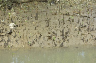 Tropikal bir kıyı sulak alanındaki çamurlu gelgit toprağından çıkan mangrov köklerine yakından bakın. Çamur düzlüğü, genç filizleri ve alçak gelgit sırasında sığ suları gösteren doğal ekosistem dokusu, biyolojik çeşitliliği ve kıyı ekolojisini vurguluyor..