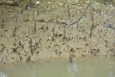 Tropikal bir kıyı sulak alanındaki çamurlu gelgit toprağından çıkan mangrov köklerine yakından bakın. Çamur düzlüğü, genç filizleri ve alçak gelgit sırasında sığ suları gösteren doğal ekosistem dokusu, biyolojik çeşitliliği ve kıyı ekolojisini vurguluyor..