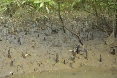 Tropikal bir kıyı sulak alanındaki çamurlu gelgit toprağından çıkan mangrov köklerine yakından bakın. Çamur düzlüğü, genç filizleri ve alçak gelgit sırasında sığ suları gösteren doğal ekosistem dokusu, biyolojik çeşitliliği ve kıyı ekolojisini vurguluyor..