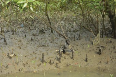 Bangladeş 'teki Bakkhali Nehri boyunca uzanan Mangrove orman ekosistemi gelgit suları, sakin nehir manzaraları ve korunmasız kökleri gösteriyor. Cox 's Bazar' da doğal yansımaları ve zengin biyolojik çeşitliliği olan tropikal kıyı ortamı.