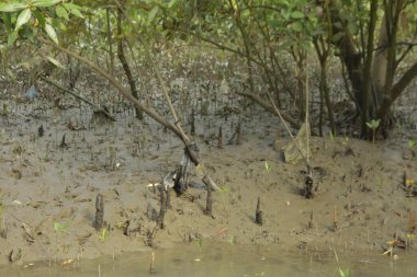Bangladeş 'teki Bakkhali Nehri boyunca uzanan Mangrove orman ekosistemi gelgit suları, sakin nehir manzaraları ve korunmasız kökleri gösteriyor. Cox 's Bazar' da doğal yansımaları ve zengin biyolojik çeşitliliği olan tropikal kıyı ortamı.