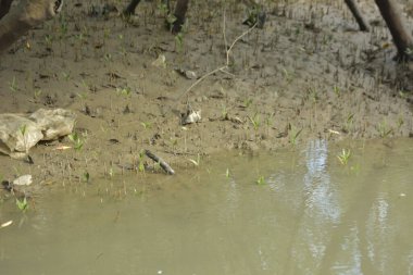 Bangladeş 'teki Bakkhali Nehri boyunca uzanan Mangrove orman ekosistemi gelgit suları, sakin nehir manzaraları ve korunmasız kökleri gösteriyor. Cox 's Bazar' da doğal yansımaları ve zengin biyolojik çeşitliliği olan tropikal kıyı ortamı.