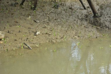 Bangladeş 'teki Bakkhali Nehri boyunca uzanan Mangrove orman ekosistemi gelgit suları, sakin nehir manzaraları ve korunmasız kökleri gösteriyor. Cox 's Bazar' da doğal yansımaları ve zengin biyolojik çeşitliliği olan tropikal kıyı ortamı.