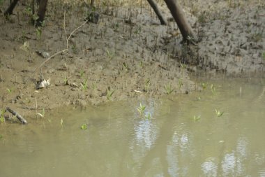Bangladeş 'teki Bakkhali Nehri boyunca uzanan Mangrove orman ekosistemi gelgit suları, sakin nehir manzaraları ve korunmasız kökleri gösteriyor. Cox 's Bazar' da doğal yansımaları ve zengin biyolojik çeşitliliği olan tropikal kıyı ortamı.