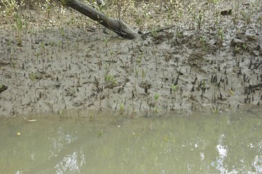 Bangladeş 'teki Bakkhali Nehri boyunca uzanan Mangrove orman ekosistemi gelgit suları, sakin nehir manzaraları ve korunmasız kökleri gösteriyor. Cox 's Bazar' da doğal yansımaları ve zengin biyolojik çeşitliliği olan tropikal kıyı ortamı.