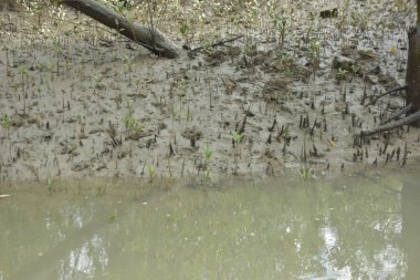 Bangladeş 'teki Bakkhali Nehri boyunca uzanan Mangrove orman ekosistemi gelgit suları, sakin nehir manzaraları ve korunmasız kökleri gösteriyor. Cox 's Bazar' da doğal yansımaları ve zengin biyolojik çeşitliliği olan tropikal kıyı ortamı.